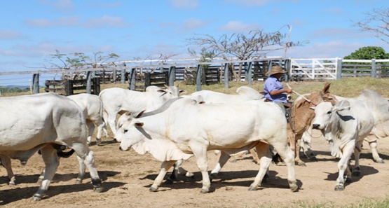 Pecuaristas de Rondônia devem declarar o rebanho até o dia 30 de novembro