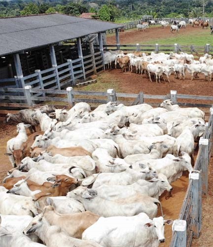 RO é destaque nacional com maior rebanho bovino em área livre de aftosa