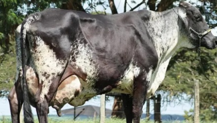 
Vaca que teve 227 filhos e era 3ª maior produtora de leite do mundo morre em GO