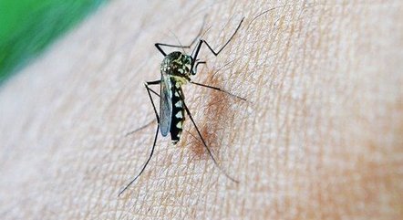 Vacina da chikungunya induz resposta imune em 98,8% dos vacinados
