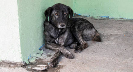 Dezembro Verde busca combater o abandono de animais

