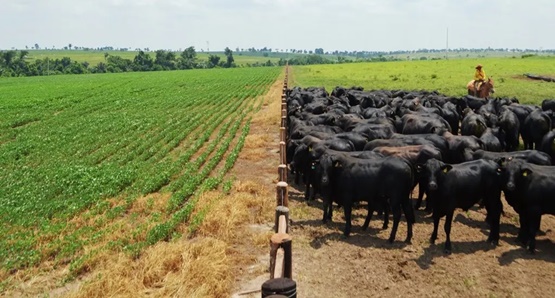 Rondônia fecha 2023 como uma das principais forças do agronegócio no Brasil