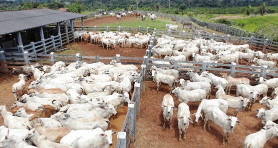 Rebanho bovino de Rondônia fecha o ano com  18,2 mi de cabeças no pasto 
