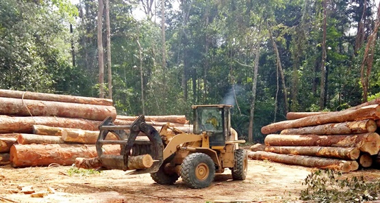 Relatório aponta redução de 50% no desmatamento da Amazônia em 2023