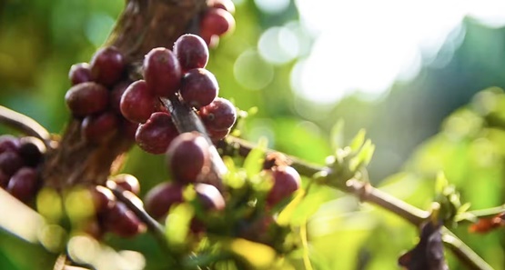 Café Robusta Amazônico recebe título de patrimônio cultural e imaterial de Rondônia