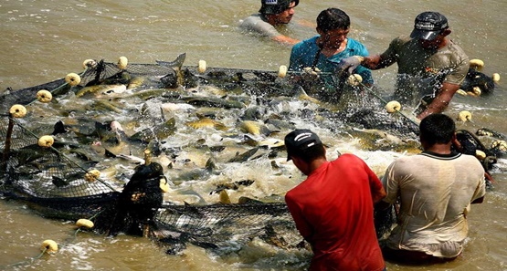 Pesquisa com 13 mil espécie de peixe revela não contaminação por mercúrio