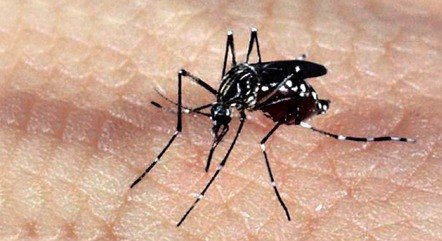Fábrica de bactéria que vai combater mosquito da dengue deve ficar pronta em maio, diz governo de MG
