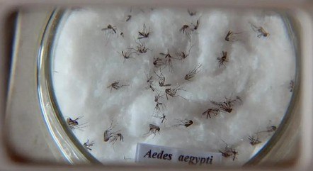 Com mais de 10 mil casos em janeiro, Rio enfrenta epidemia de Dengue, segundo a prefeitura
