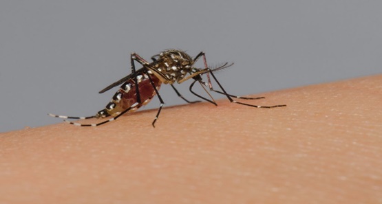 Rondônia é estado do Brasil com menor número de possíveis casos de dengue