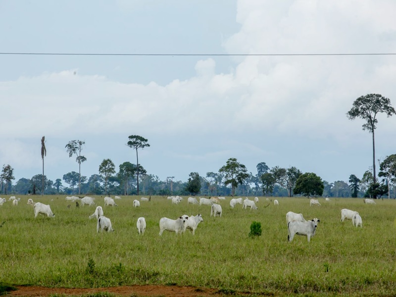 Idaron inicia inquérito epidemiológico que avaliará prevalência da brucelose e tuberculose bovina em RO