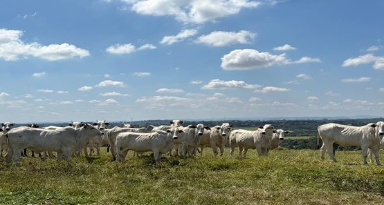 Tarifa recorde nos EUA coloca em risco segundo maior mercado da carne bovina brasileira

