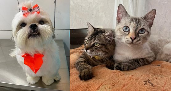 Crônica de Fim de Semana: Maya, Ravena e Baunilha, o afeto que humaniza o lar
