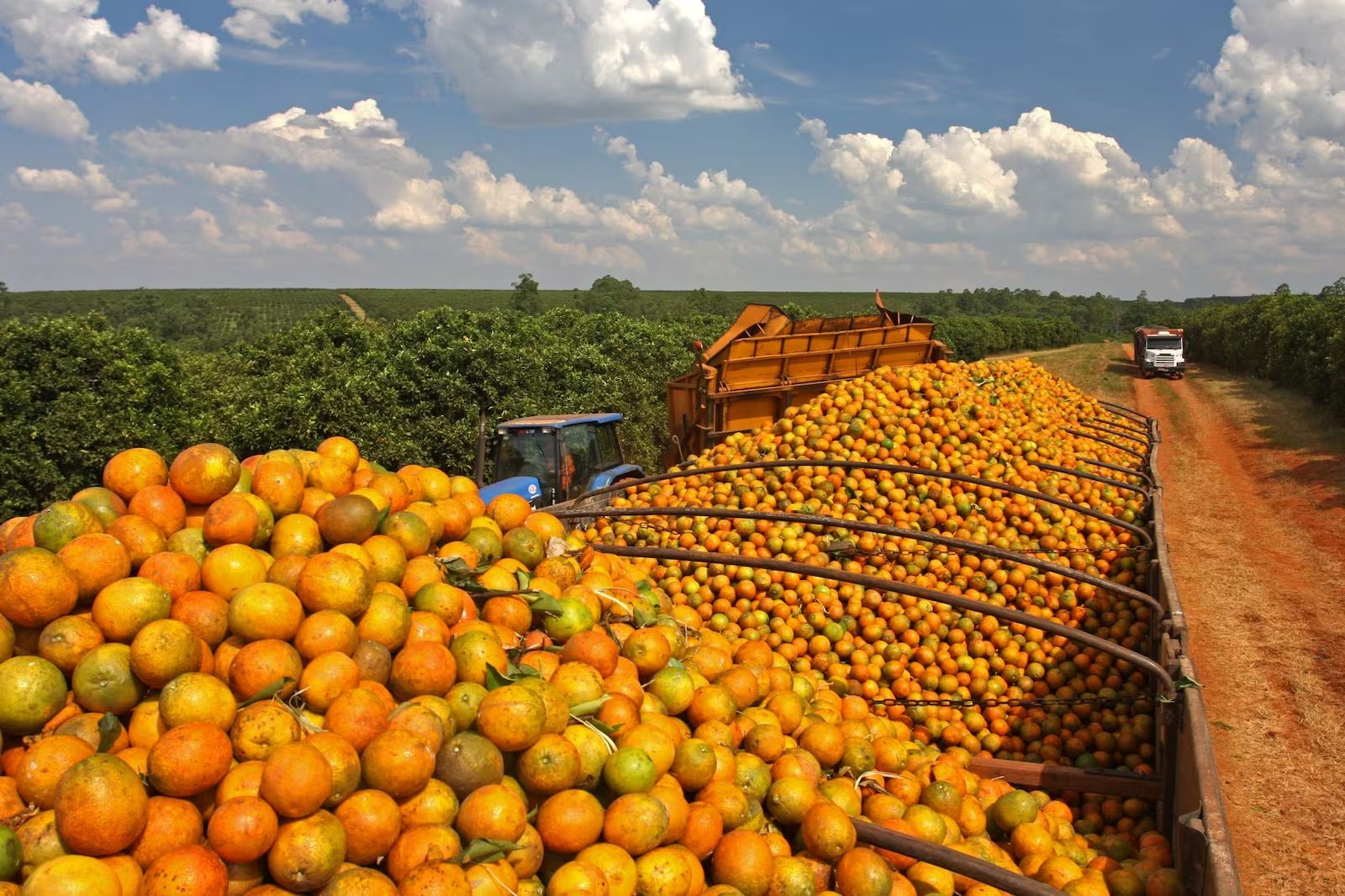 Produtores de laranja temem resposta brasileira a tarifaço dos Estados Unidos