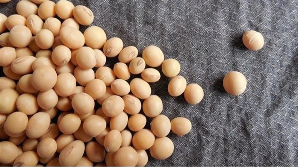 Óleo de soja tem alta com demanda por biocombustível