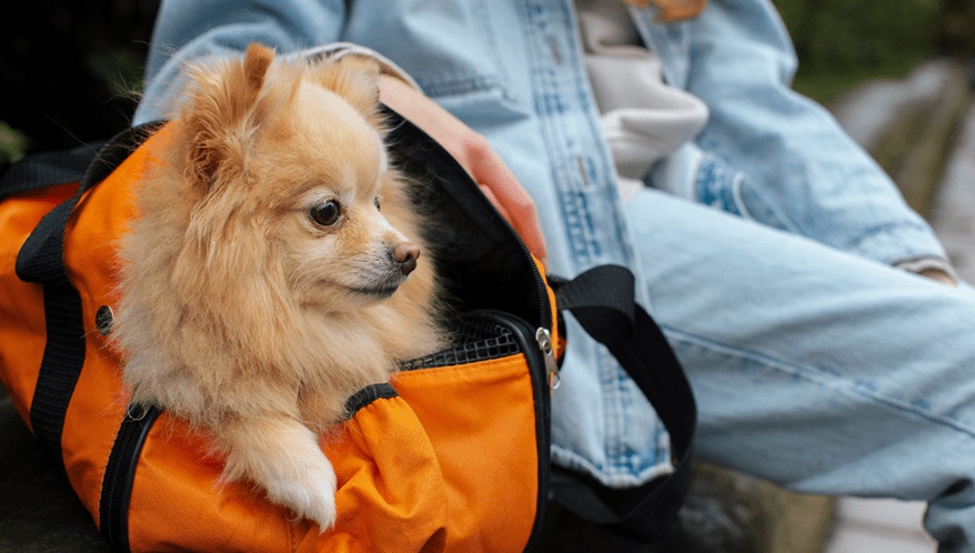 Anac publica novas regras para transporte aéreo de animais