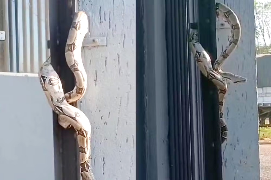 Jiboia aparece em portão de condomínio na zona Sul de Porto Velho e surpreende moradores

