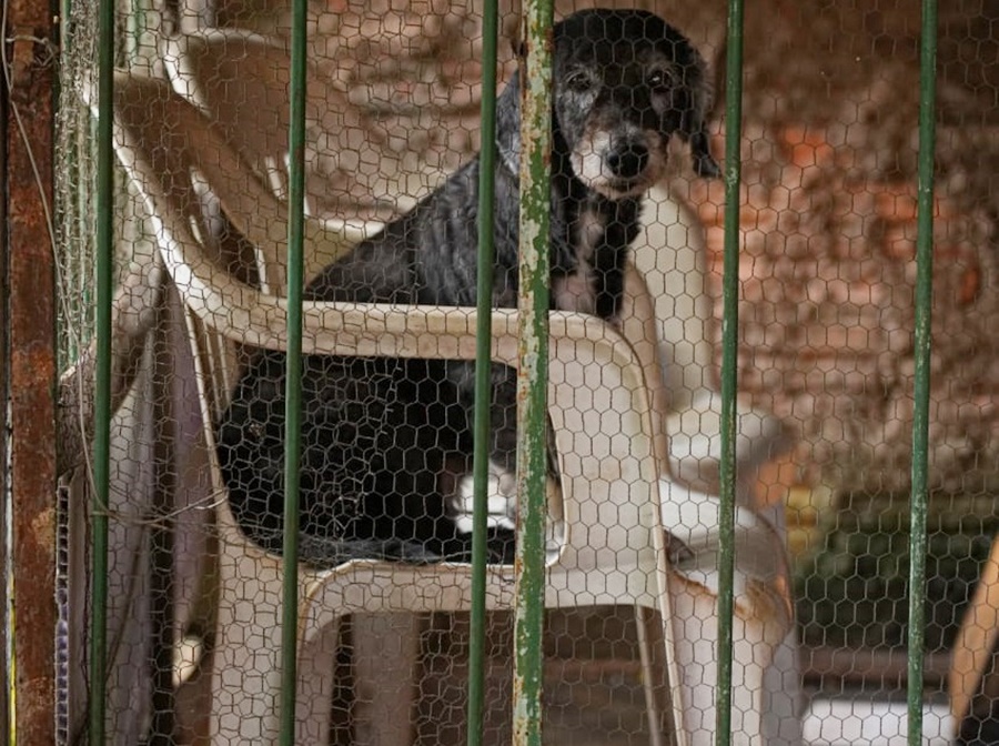 Prefeitura fortalece os canais de atendimento para receber denúncias de maus-tratos aos animais