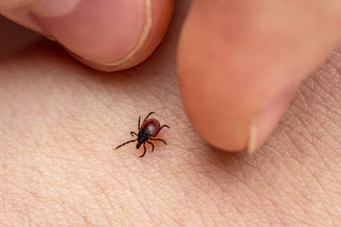 Saliva de carrapato pode ajudar no tratamento da febre maculosa
