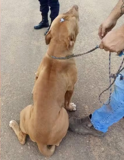 Pitbull sobrevive 'milagrosamente' depois de levar tiro na cabeça em RO