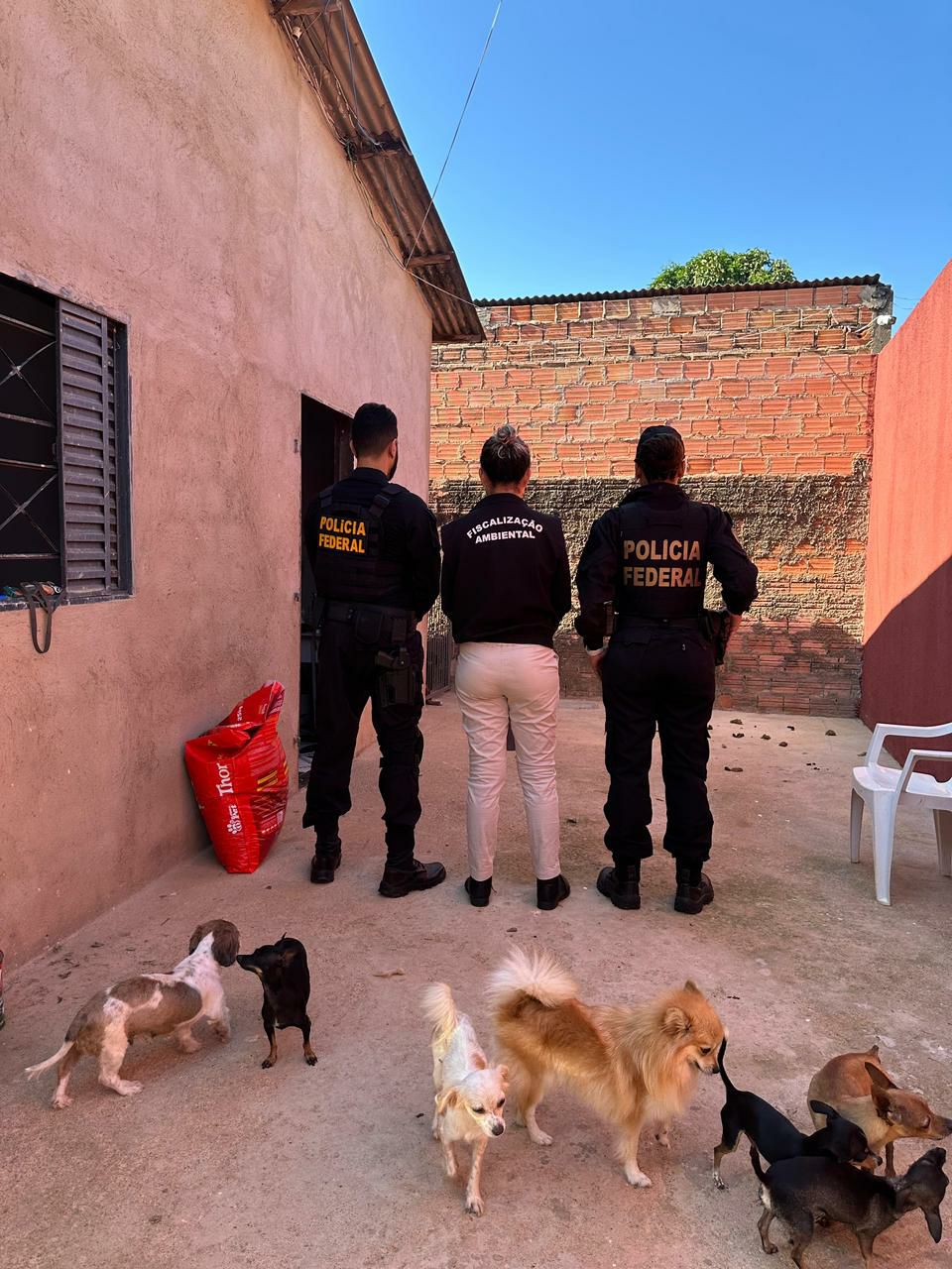 PF deflagra operação contra crimes sexuais infantojuvenil e maus-tratos a animais