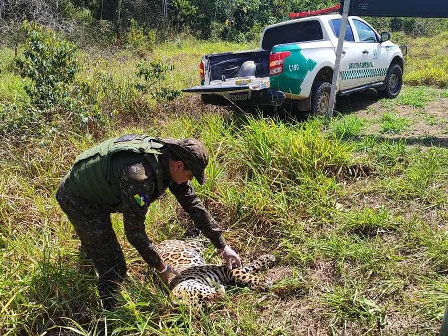 Onça-pintada é encontrada morta às margens da BR-435 em RO 