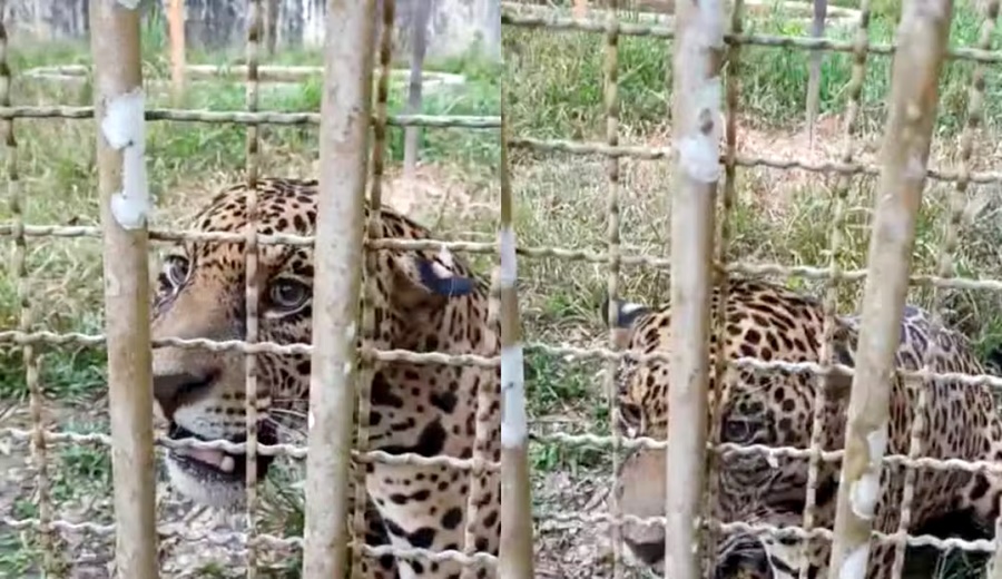 Onça-pintada resgatada em Ji-Paraná é solta em floresta preservada de RO