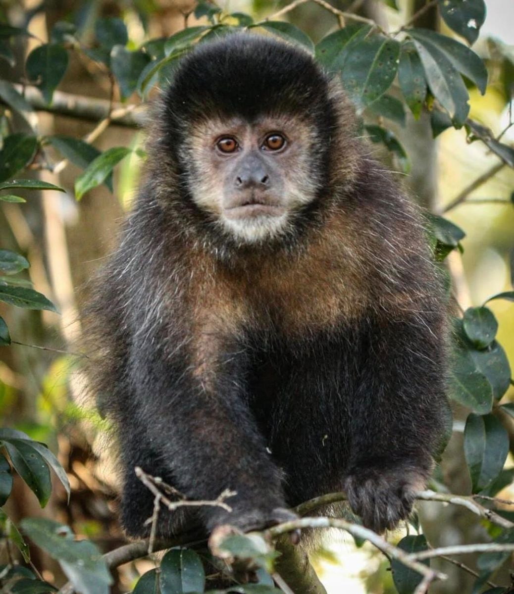 Após dois anos, macacos retornam ao Parque Natural como sinal de vida da floresta
