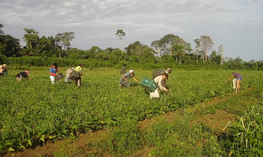 Programa AgroAmigo oferece R$ 1 bilhão em microcrédito