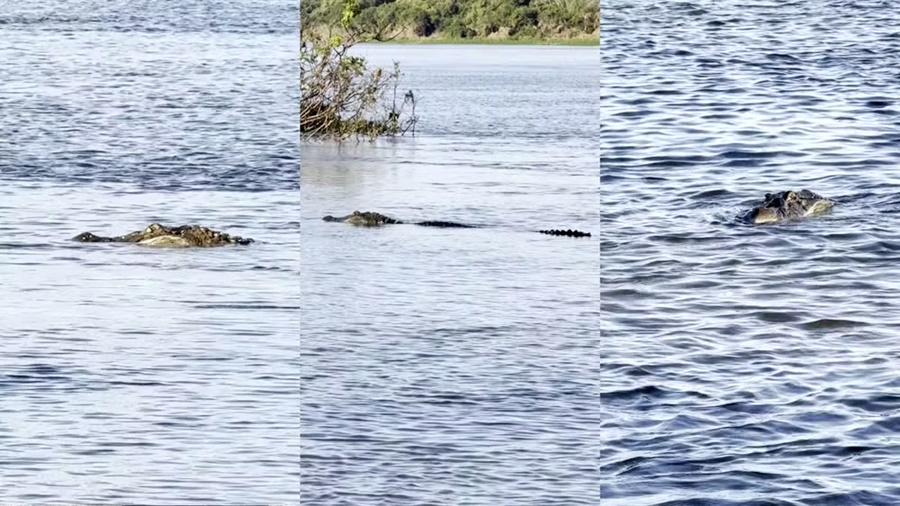 Jacaré de 4 metros surpreende banhistas ao aparecer em praia de Rondônia