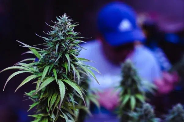Juiz reconhece salvo-conduto e absolve réu pego com 372 pés de maconha

