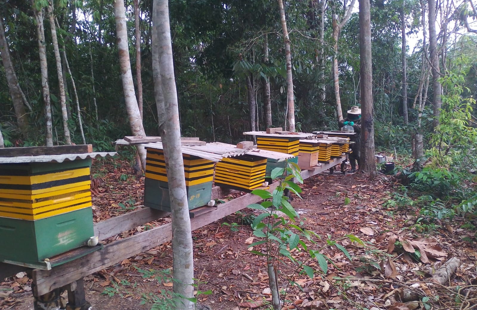 Apicultura e Meliponicultura fortalecem a agricultura familiar em Porto Velho
