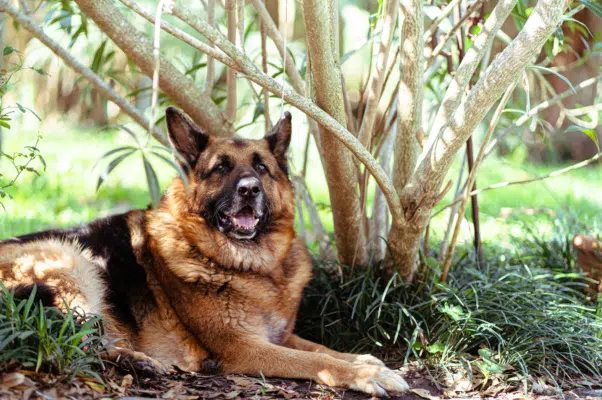Adestradora mordida por cachorro não tem direito a indenização, diz TJ-SP
