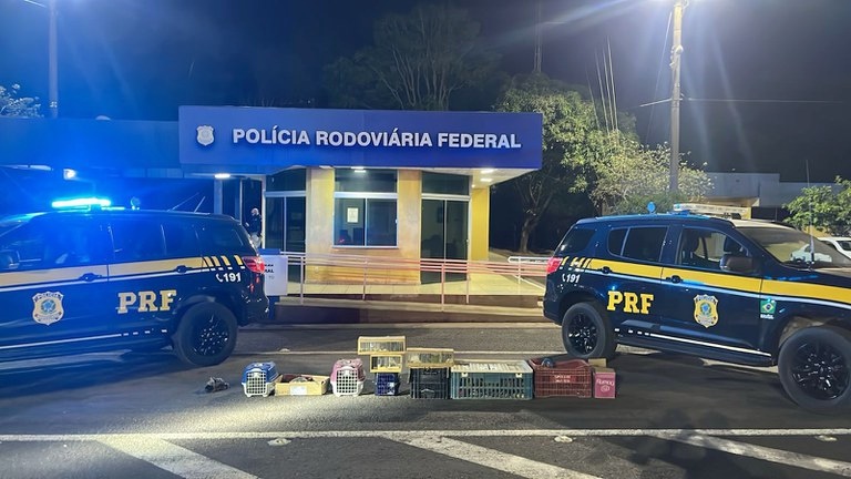 PRF resgata mais de 100 animais silvestres transportados irregularmente 