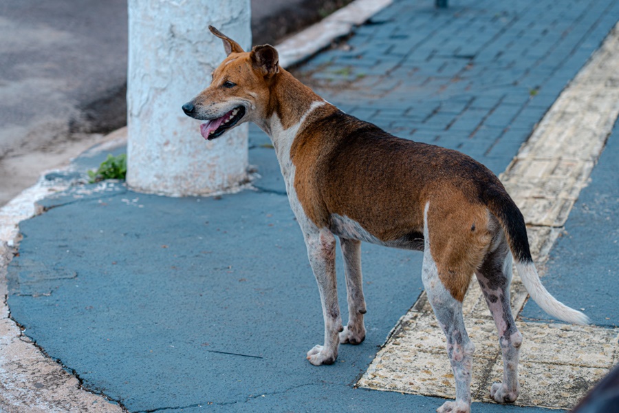 Prefeitura de Porto Velho vai implantar comedouros para animais de rua