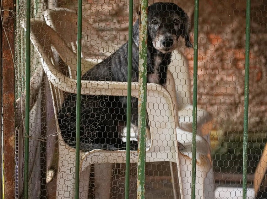 Prefeitura move ação inédita para punir cidadão acusado de maus-tratos a animais