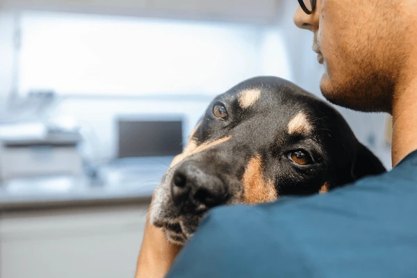 Porto Velho registra primeiro caso confirmado de leishmaniose visceral em cão