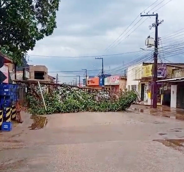 Temporal provoca queda de árvore e bloqueia parcialmente trânsito na zona Leste 