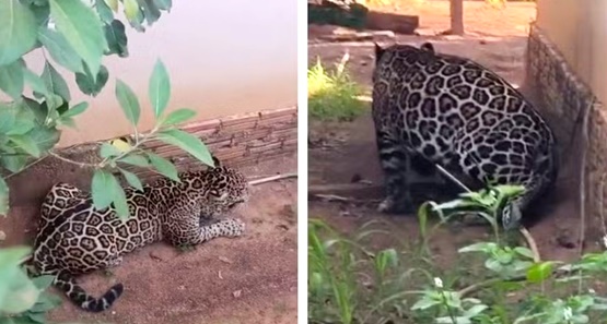 Onça-pintada que invadiu residência em Porto Velho é devolvida à natureza
