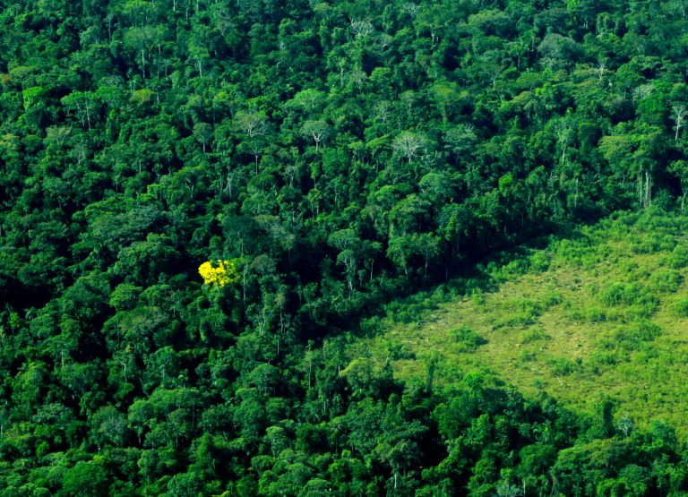 Governo de RO assume papel estratégico no enfrentamento do desmatamento da Amazônia Legal
