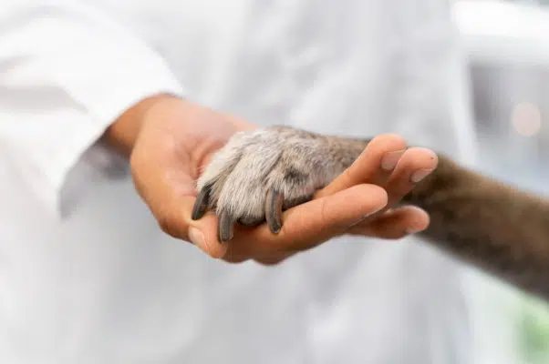 Licitação pública não é necessária para a cremação de animais, decide TJ-SP
