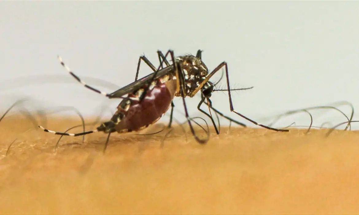 Infecções por Aedes aegypti elevam risco de complicações no parto

