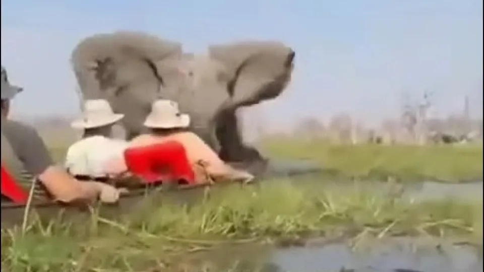 Elefanta vira barco e ataca turistas durante passeio em rio em Botswana
