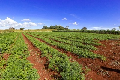 Justiça reconhece fazenda em Rondônia como área pública e destina para reforma agrária