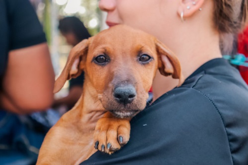 Porto Velho avança na causa animal com investimentos, leis e campanha recorde