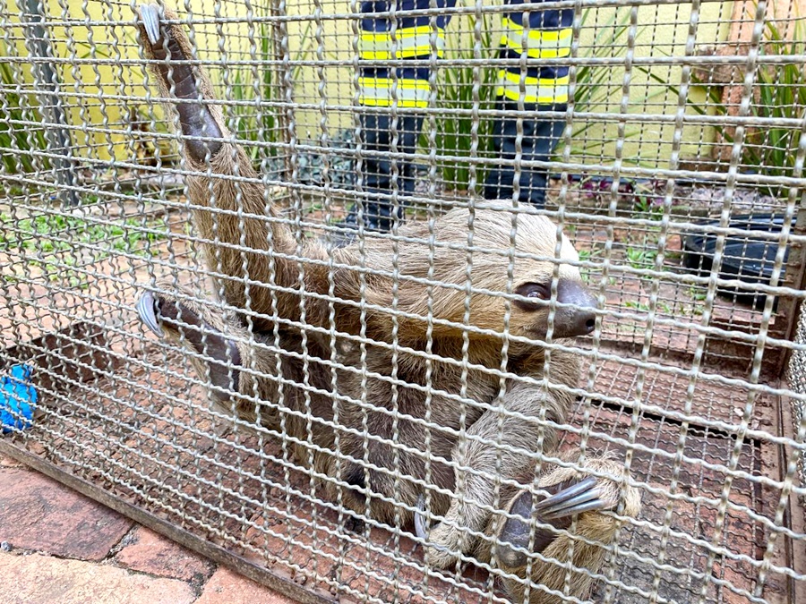 Bombeiros soltam animais silvestres no Parque Natural de Porto Velho