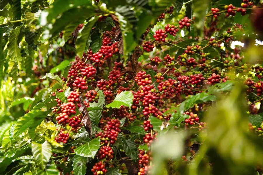 Café robusta de Rondônia se destaca por capturar mais carbono do que emite