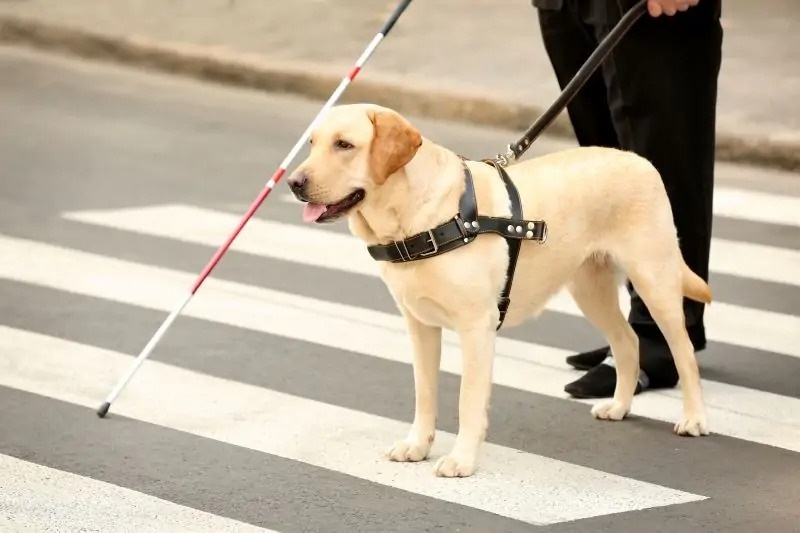 Prefeitura abre consulta pública sobre lei que regulamenta uso de cão-guia