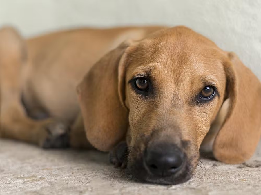 Primeiro caso de leishmaniose visceral canina é confirmado em Porto Velho