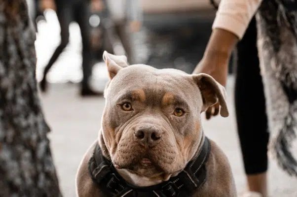 Dono de pitbull deve indenizar vizinhos por morte de outro cachorro
