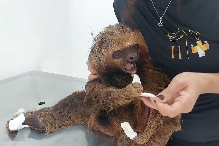 Preguiças resgatadas em Cacoal são tratadas e serão devolvidas à floresta